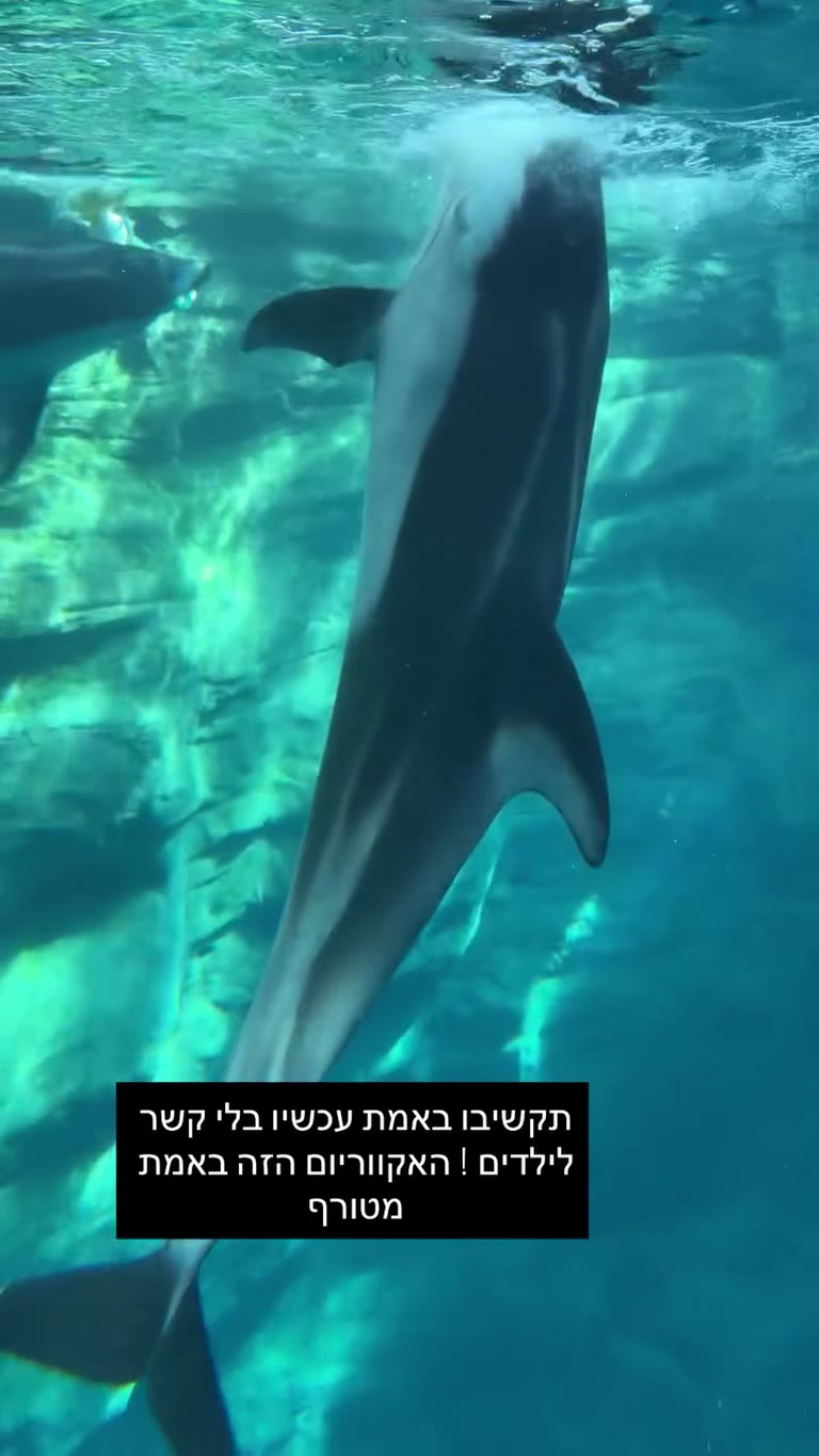 האקווריום המטורף באוסקה