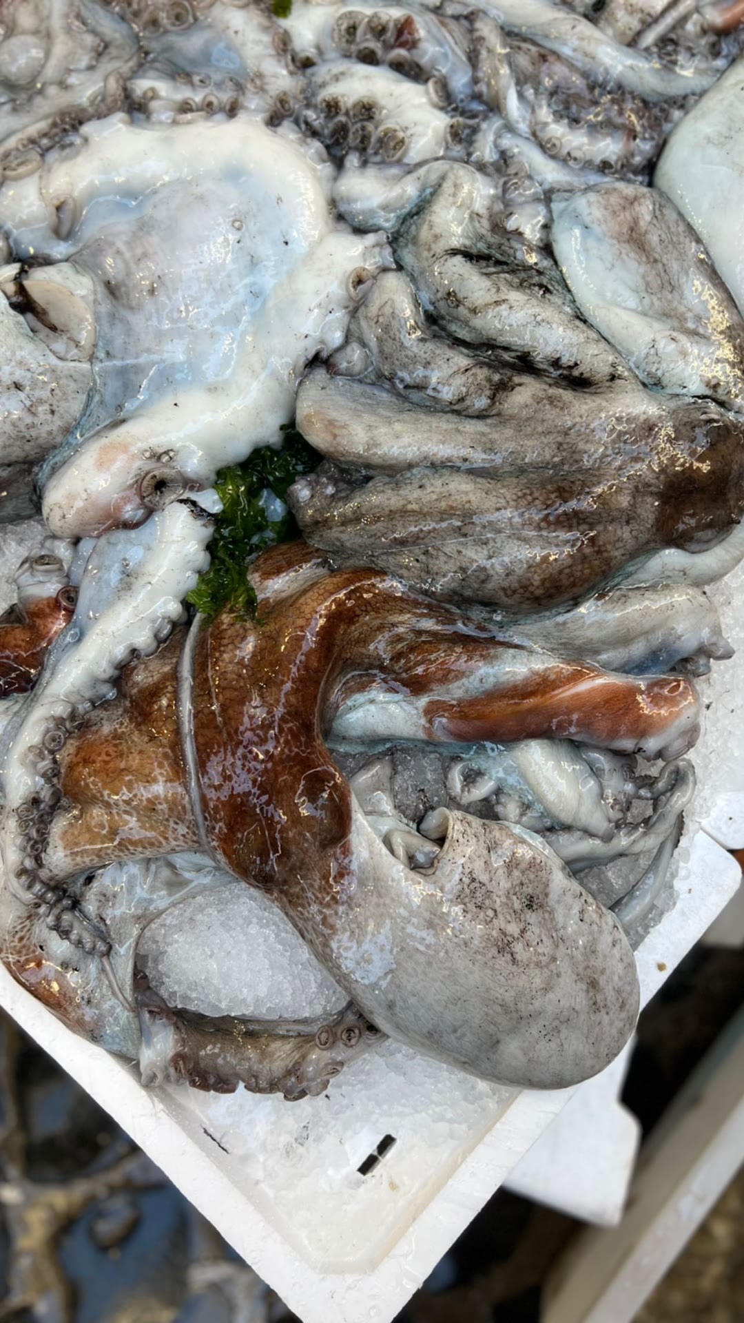 Fresh octopus at a Naples fish market