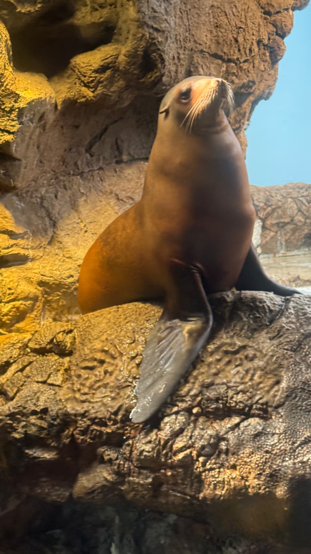 Sea lion at Osaka Aquarium Kaiyukan