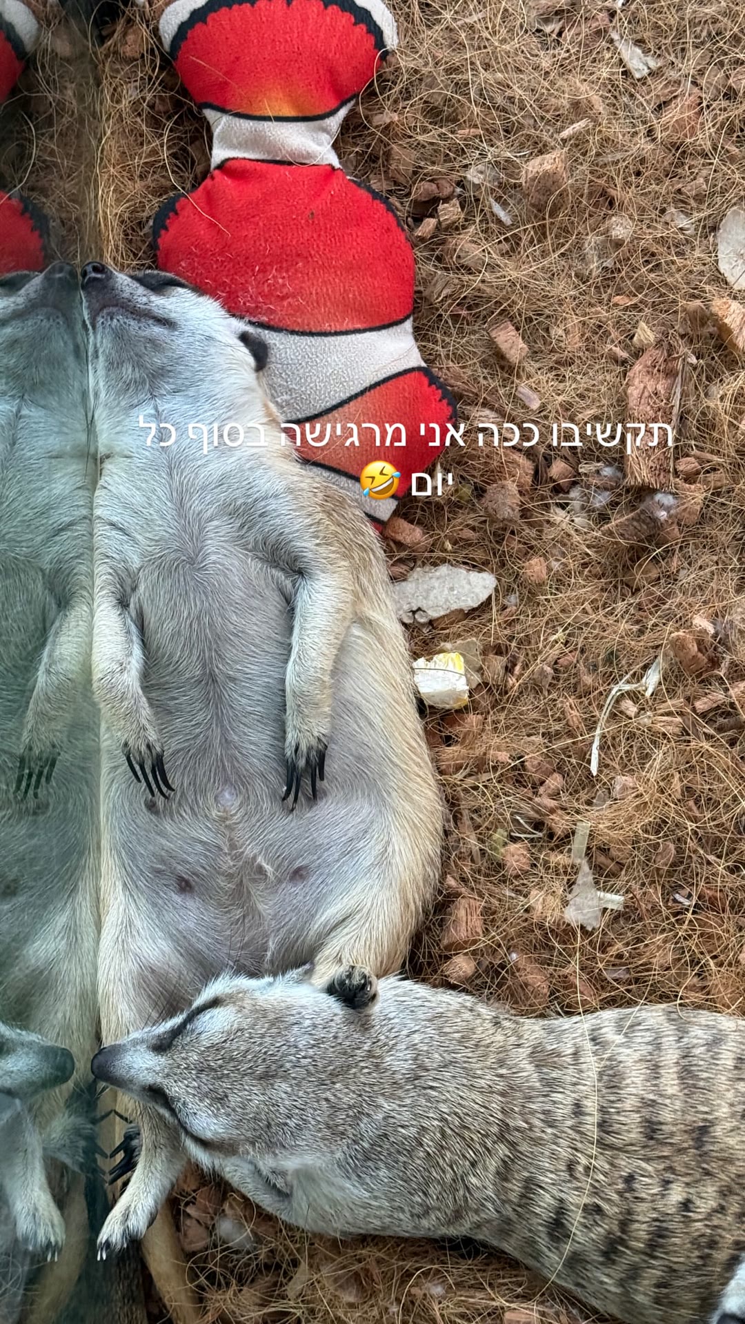 סוריקטות ישנות בבנגקוק