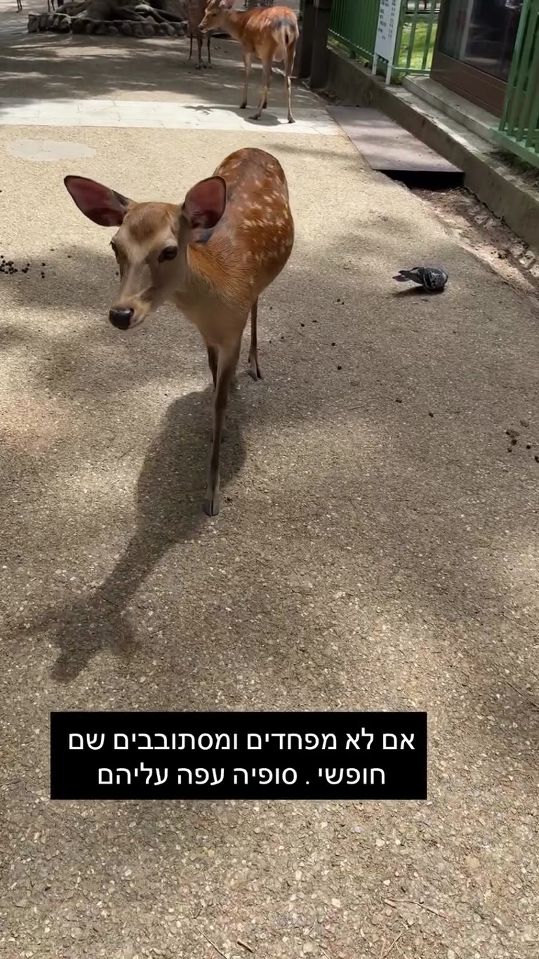 אַיָּלוֹת חופשיות בנארה פארק