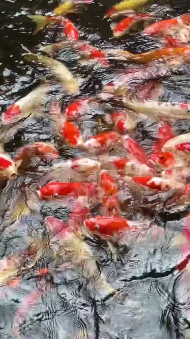 Koi fish swarming in a Bangkok pond