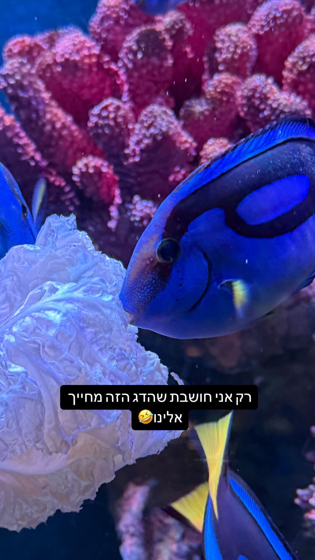 Blue tang at a Bangkok aquarium