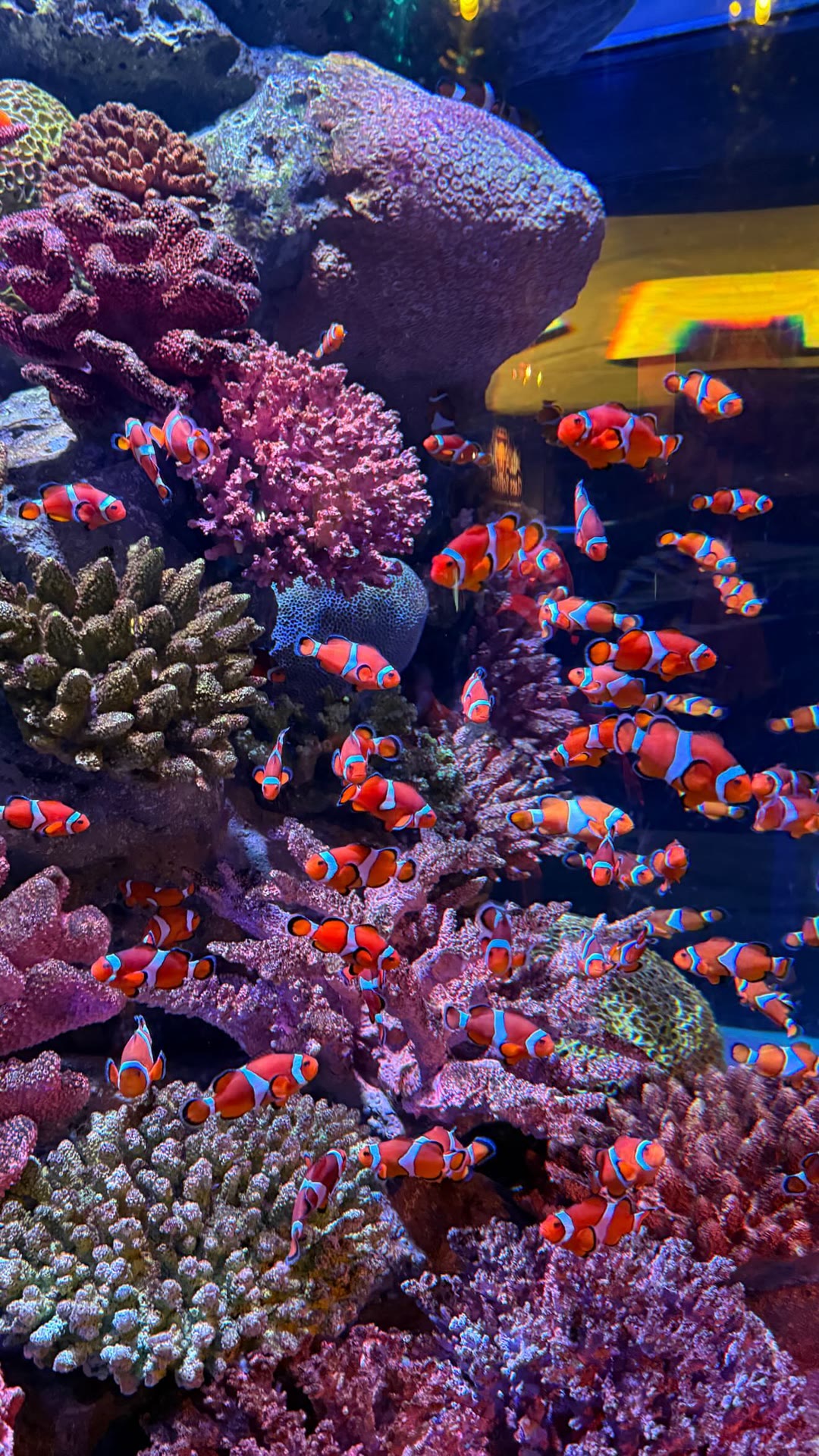 Clownfish reef tank at a Bangkok aquarium