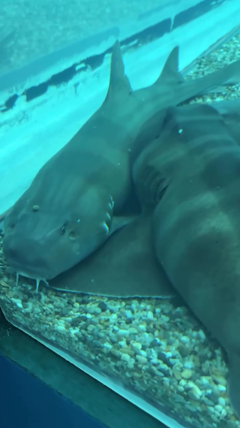 Sharks resting in an Osaka aquarium tank