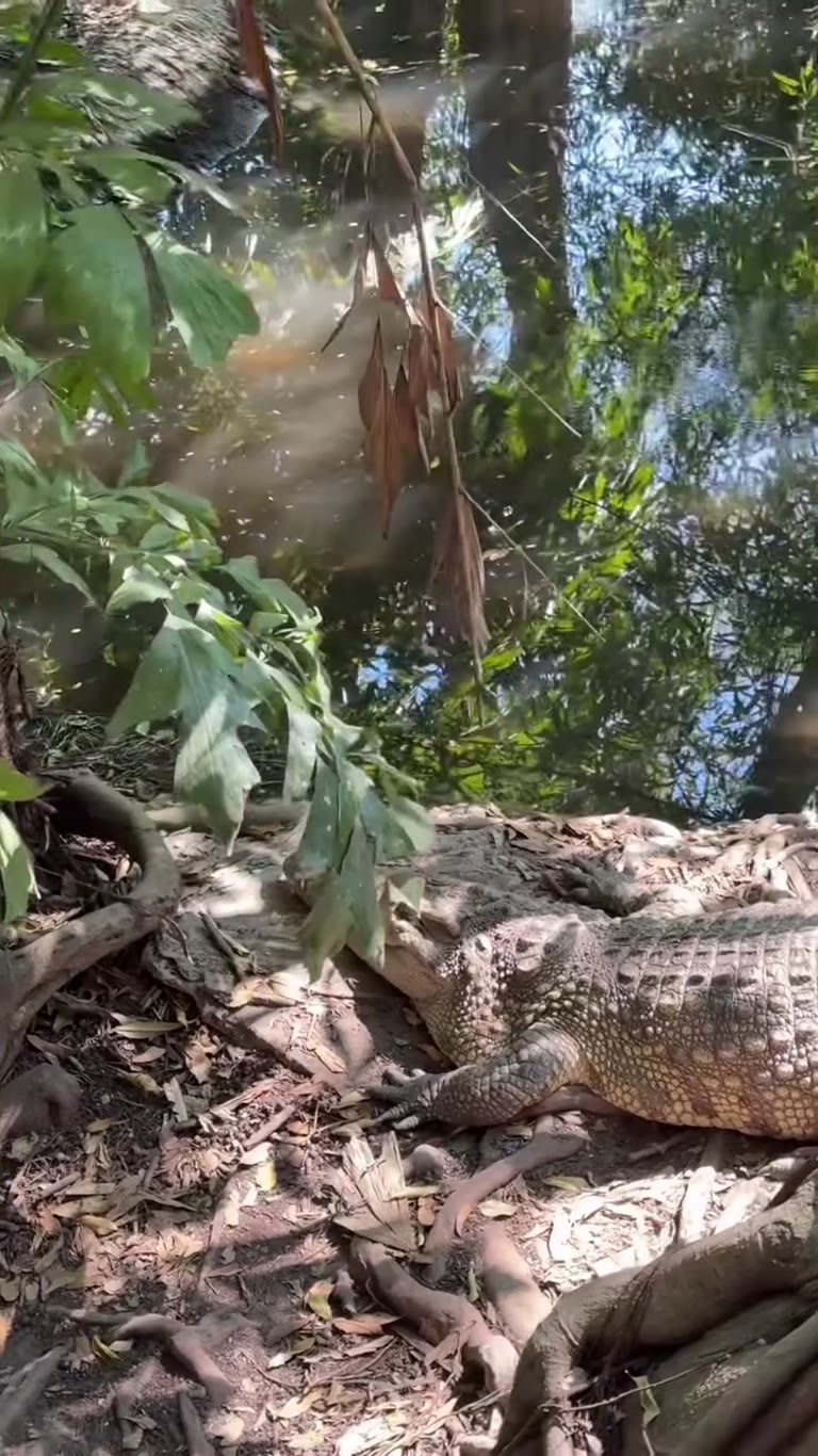 Crocodile spotting with the kids in Bangkok