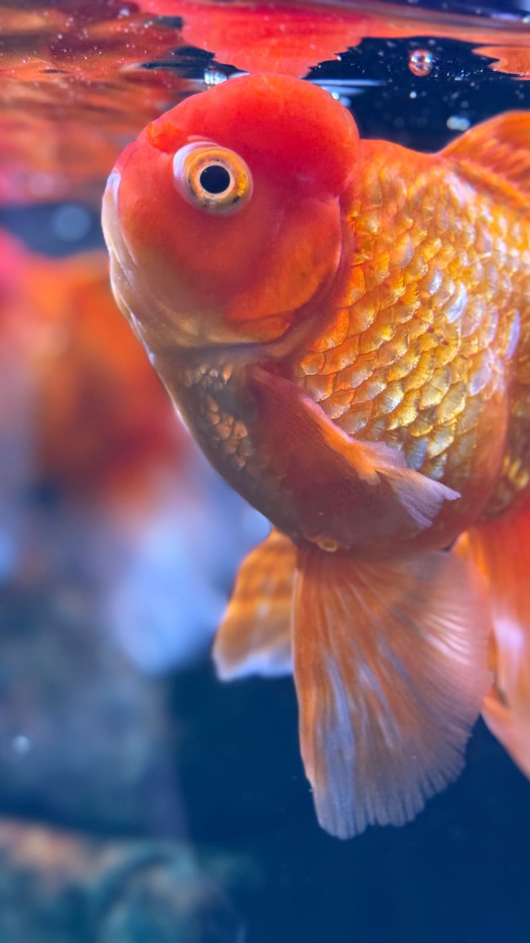 Goldfish close-up in Bangkok