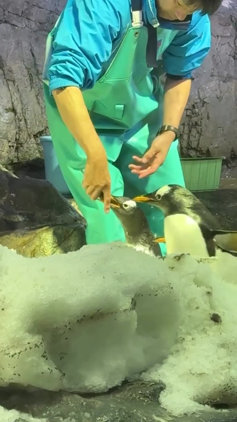 Penguin feeding at an Osaka aquarium