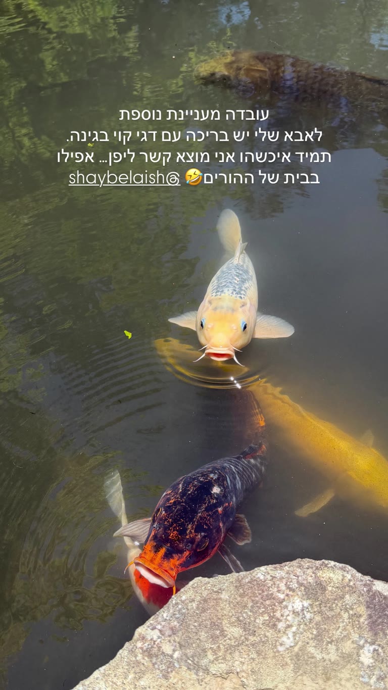דגי קוי בבריכה – רגע יפני בקיוטו