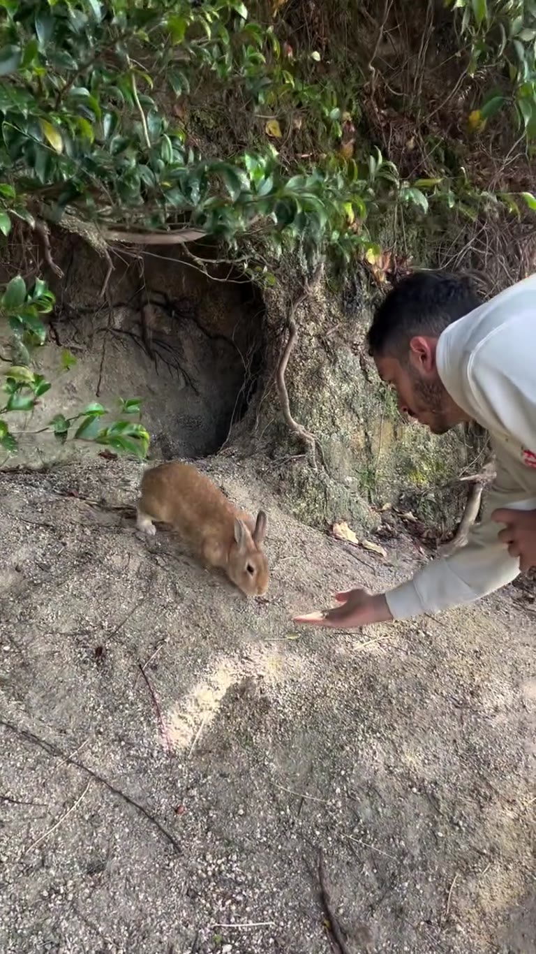 Feeding wild rabbits on Okunoshima, Hiroshima