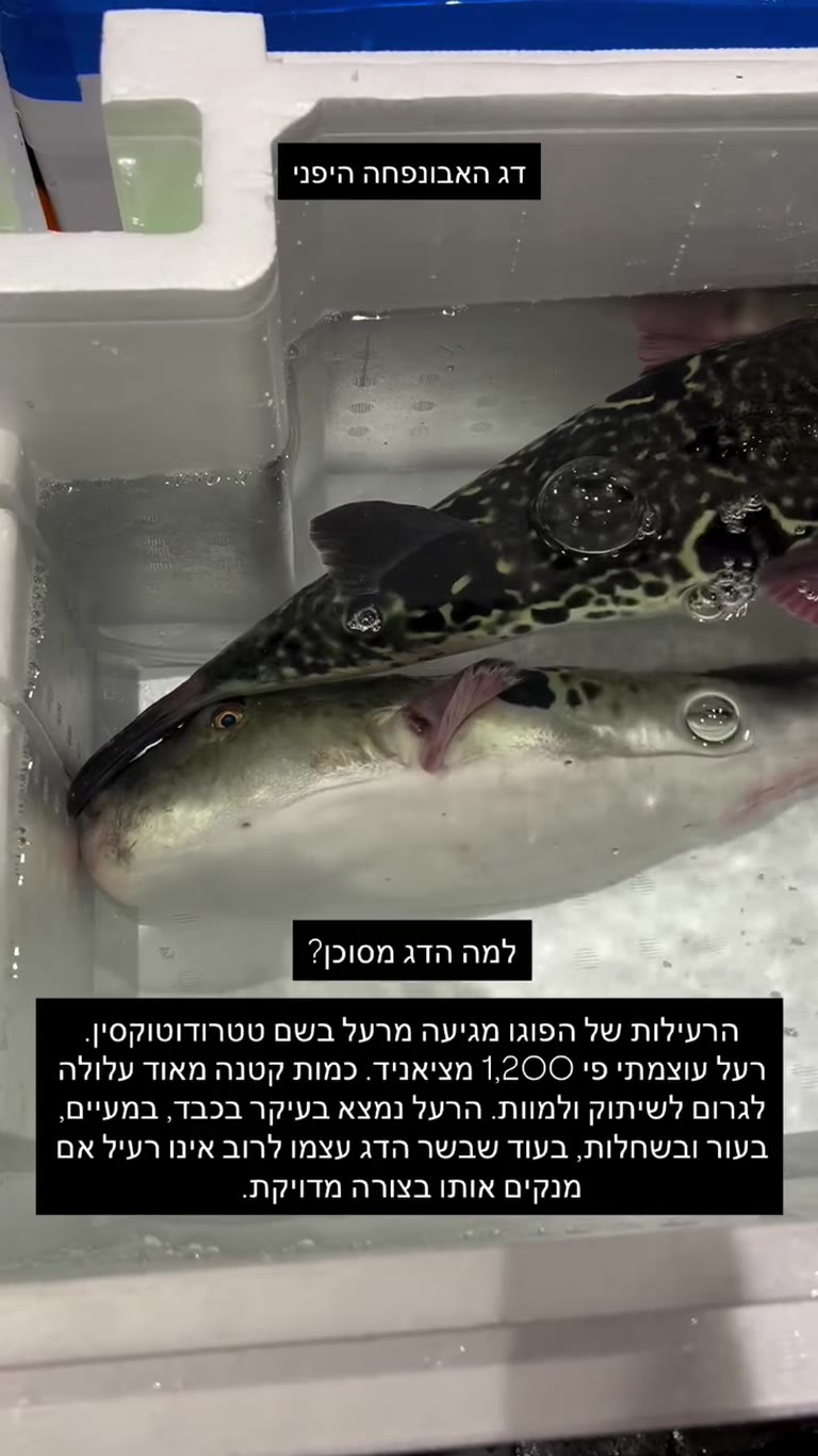 דג הפוגו החי בטוקיו