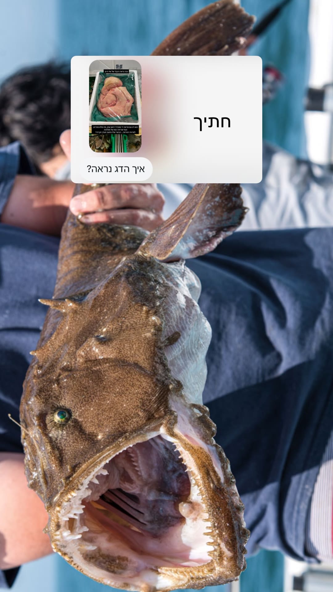 דג המונקפיש "החתיך" מטוקיו