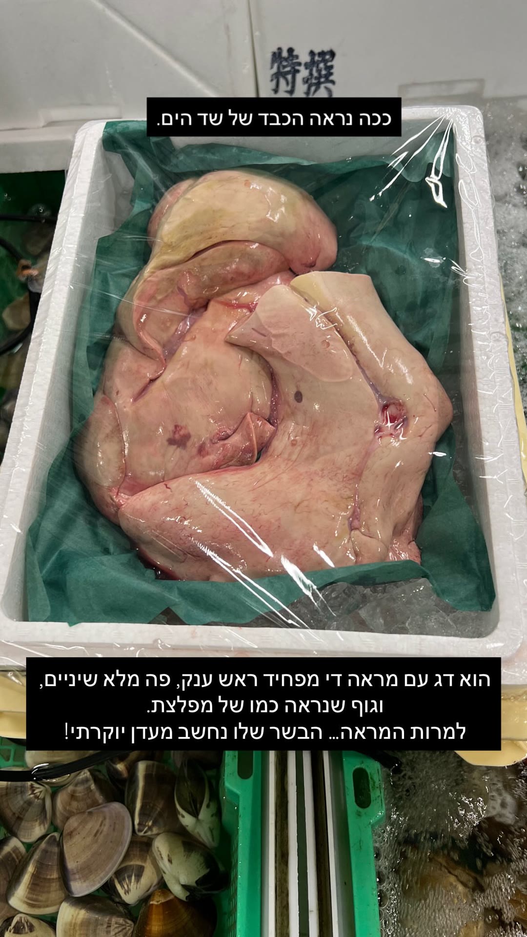 כבד מונקפיש בשוק דגים בטוקיו