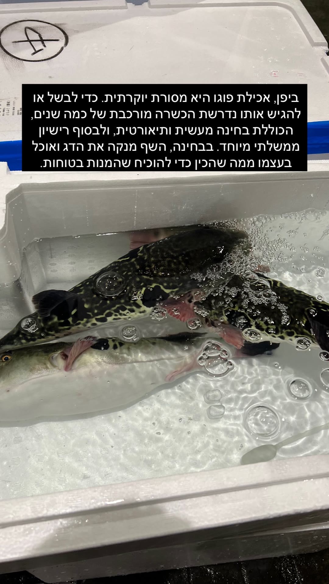דגי פוגו חיים בשוק בטוקיו