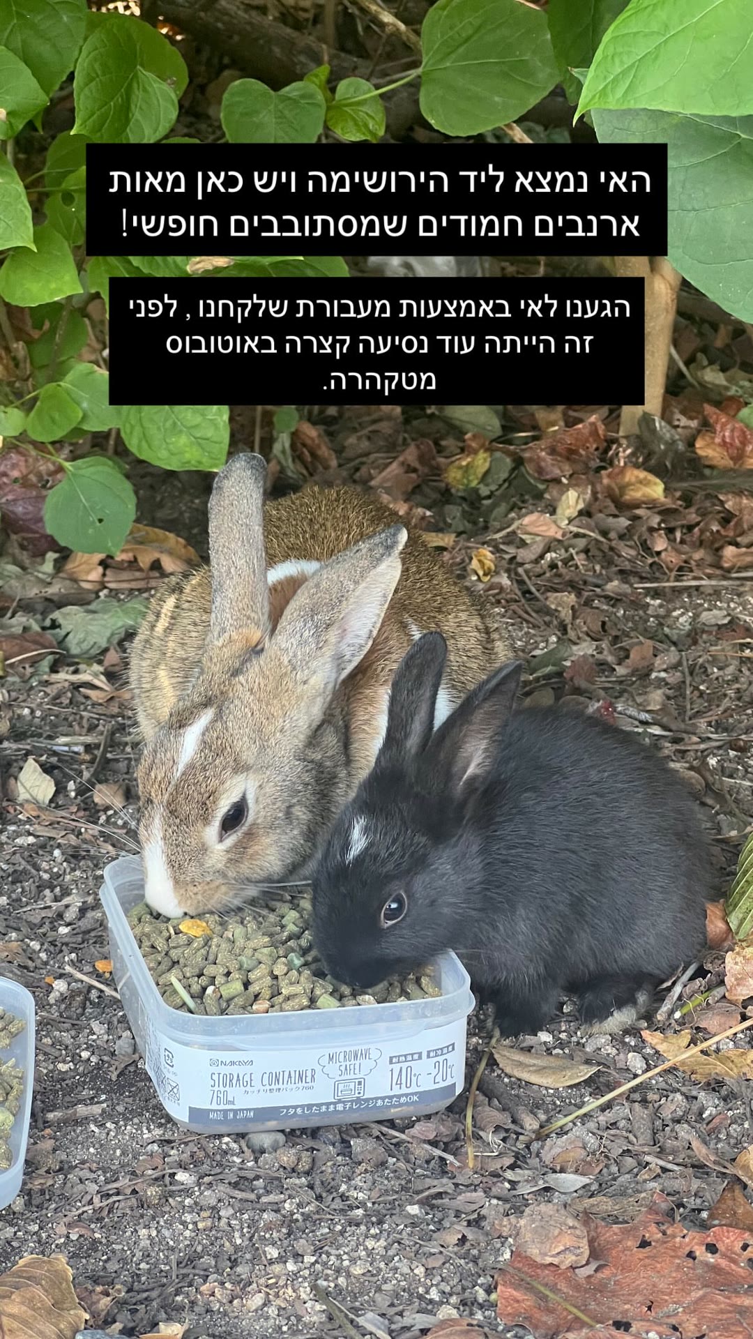 אוקונושימה – אי הארנבים ליד הירושימה