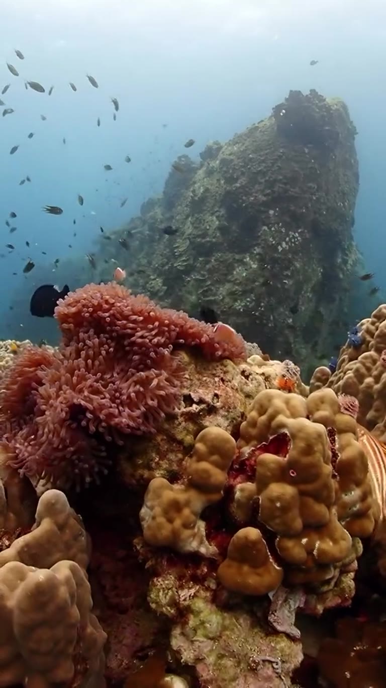 Diving the reefs of Koh Tao