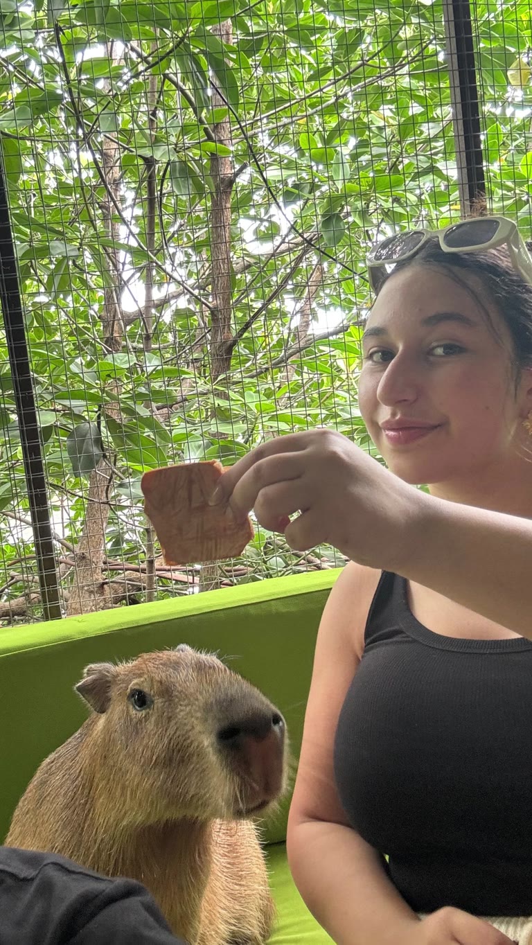 Feeding capybaras on Koh Samui