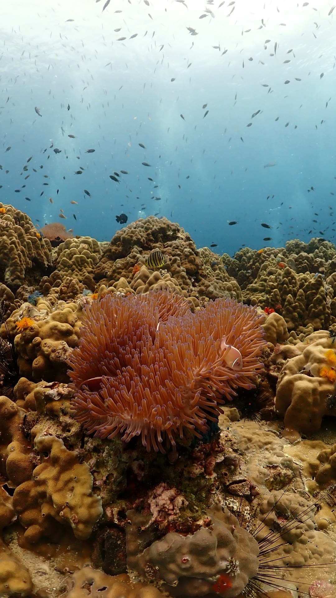 Coral reef and clownfish diving in Koh Tao