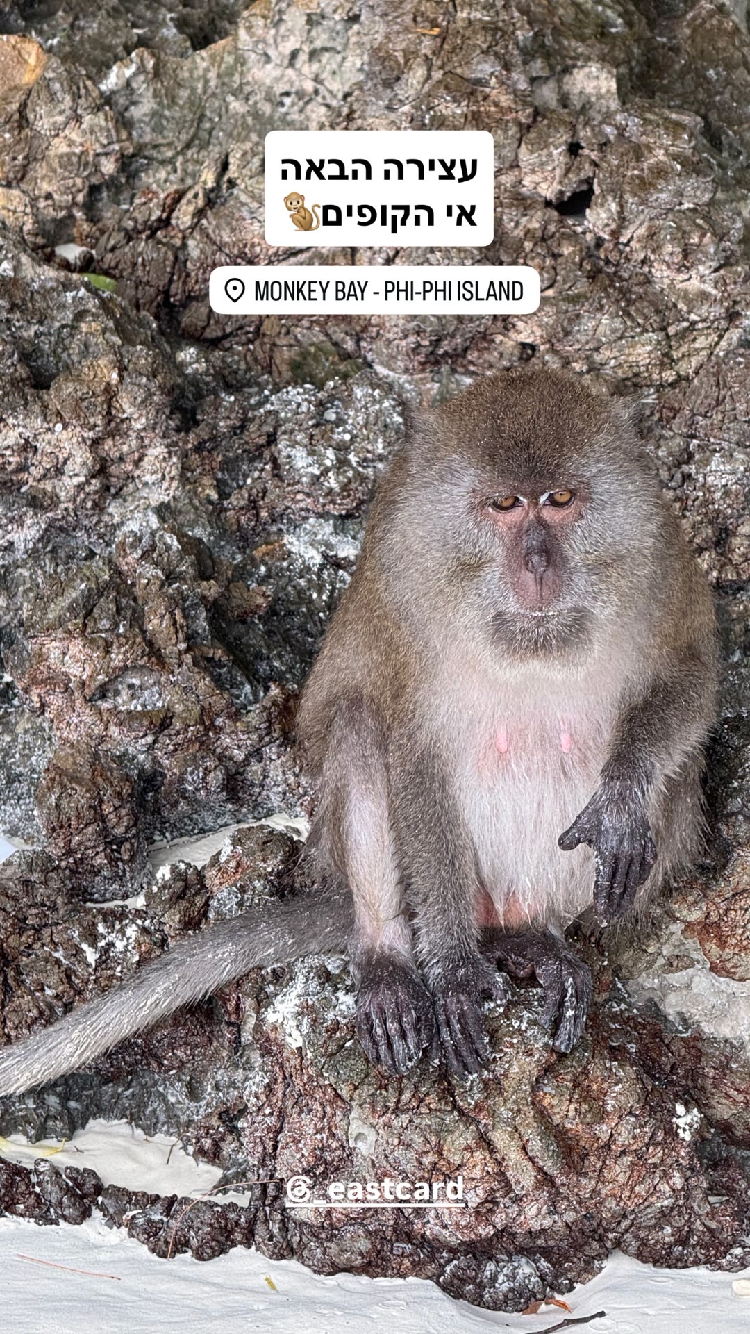 Monkey Bay, Phi Phi Island