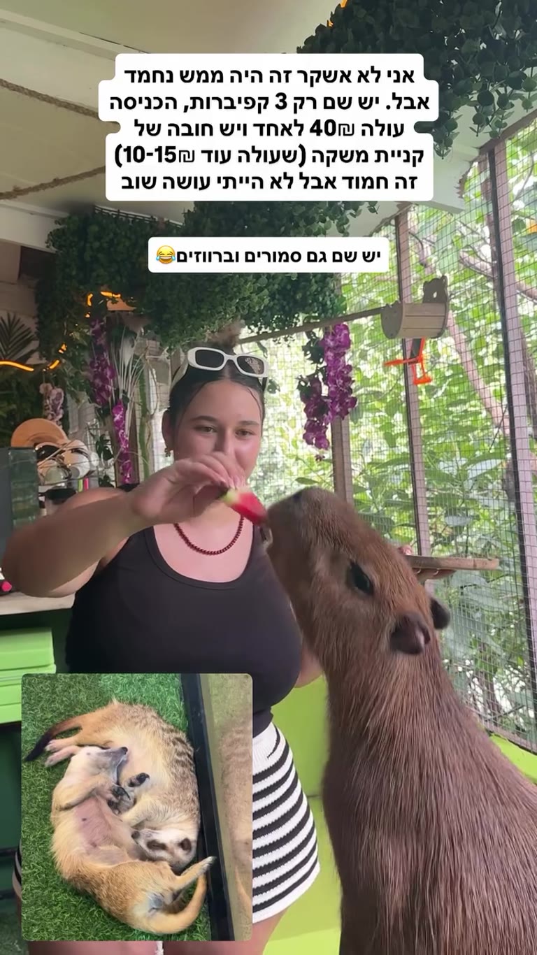 Capybara café in Koh Samui — cute but skip