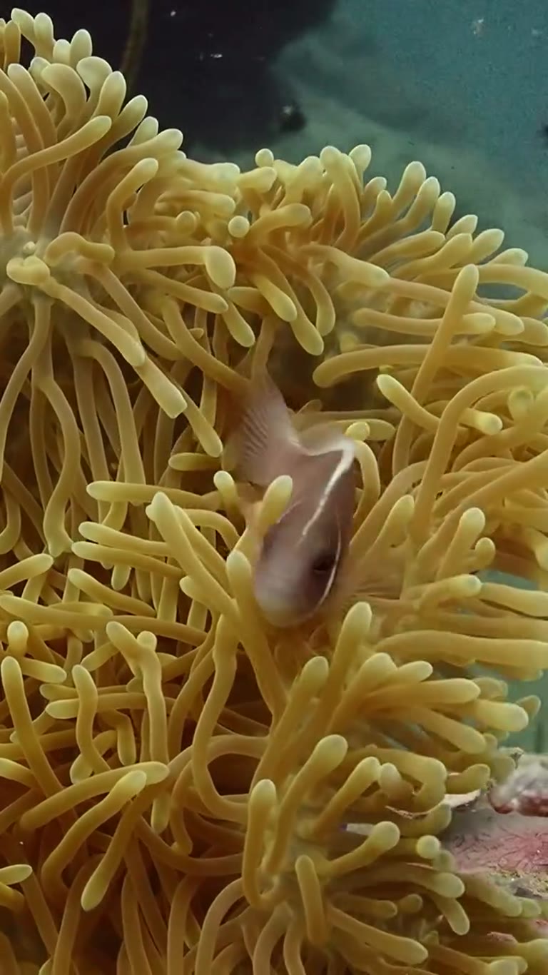 Clownfish in an anemone off Koh Tao