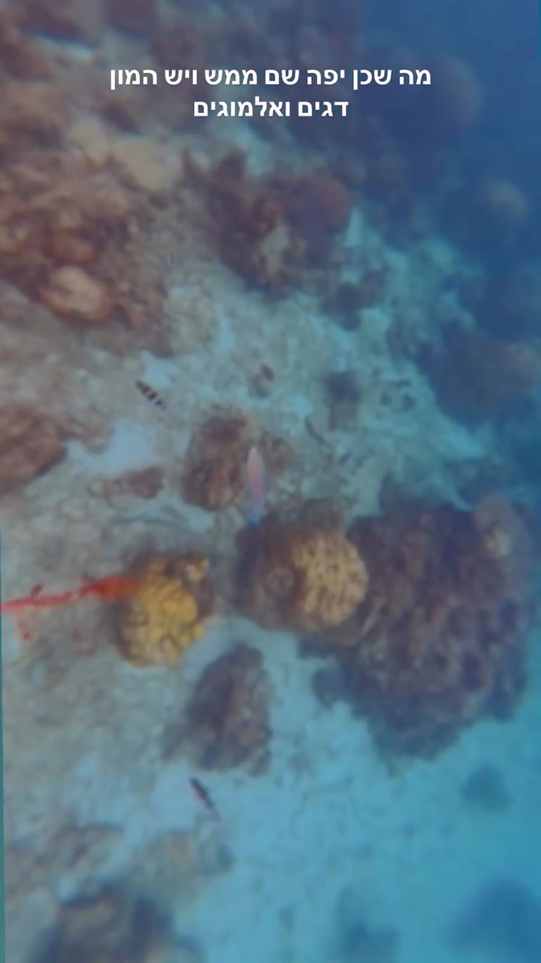 Snorkeling the reefs of Koh Tao
