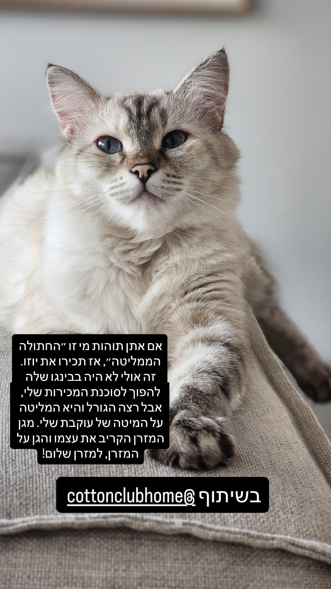 יוזו החתולה הממליטה בשיתוף Cotton Club
