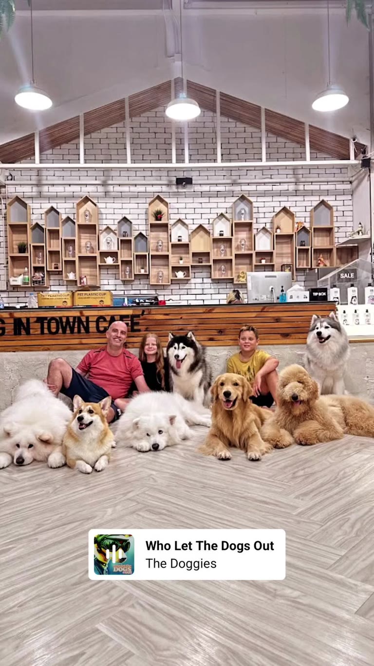 בית קפה כלבים Dog In Town Cafe בתאילנד