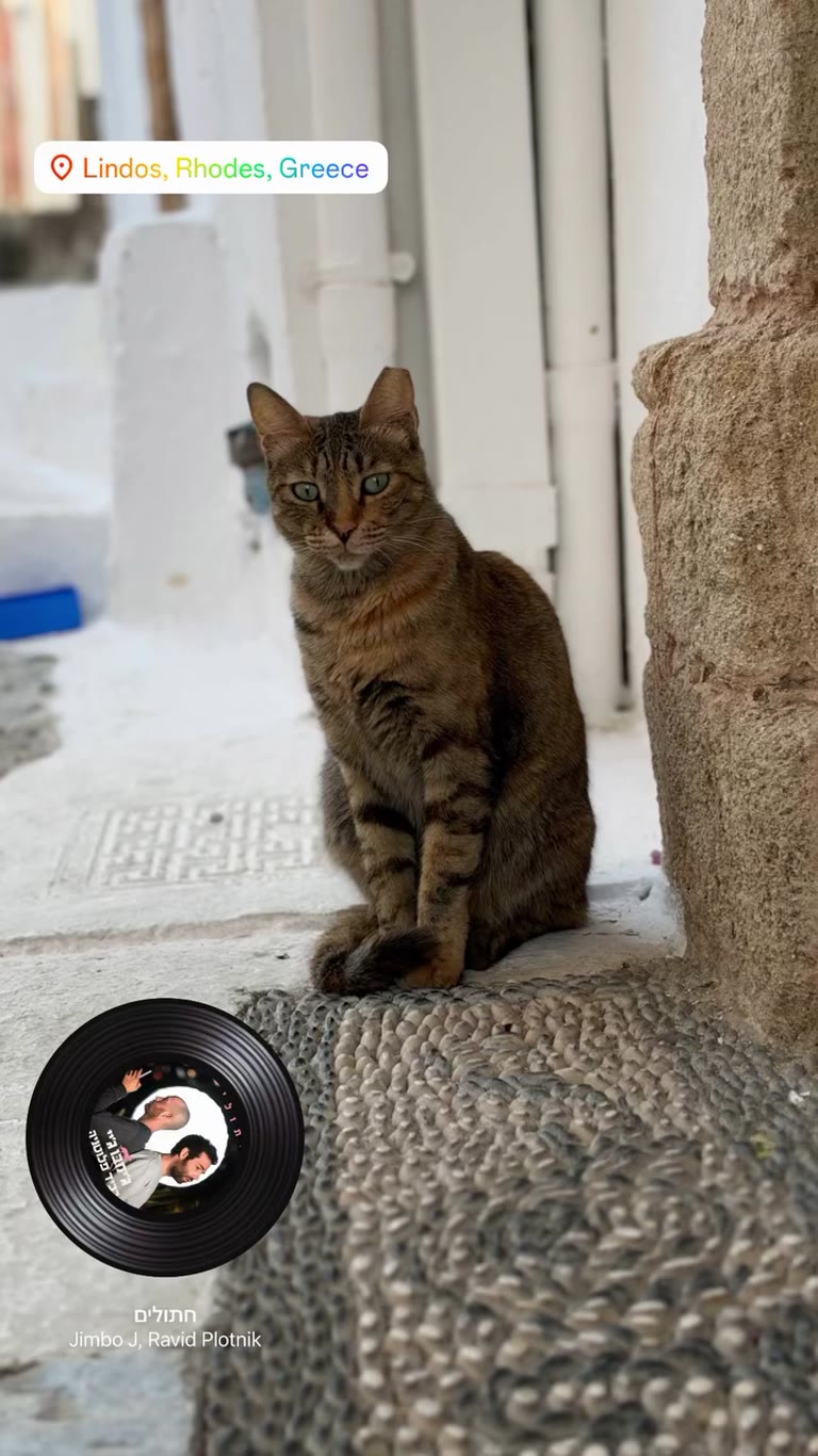 Street cat in Lindos, Rhodes