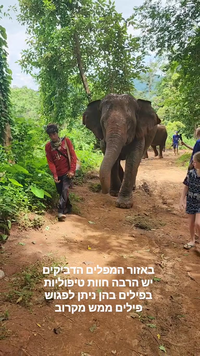 חוות פילים ליד המפלים הדביקים, תאילנד