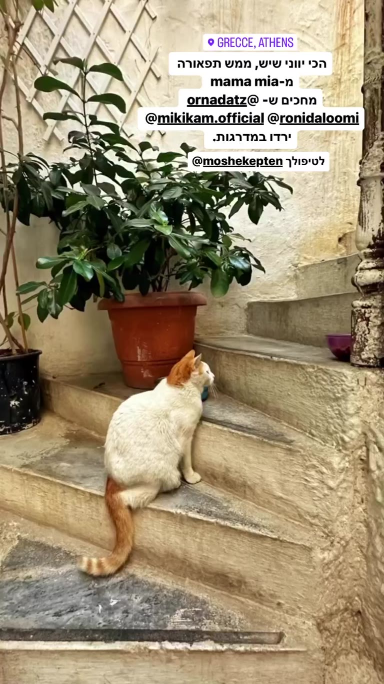 חתול על מדרגות באתונה – תפאורה ממש מ-Mama Mia