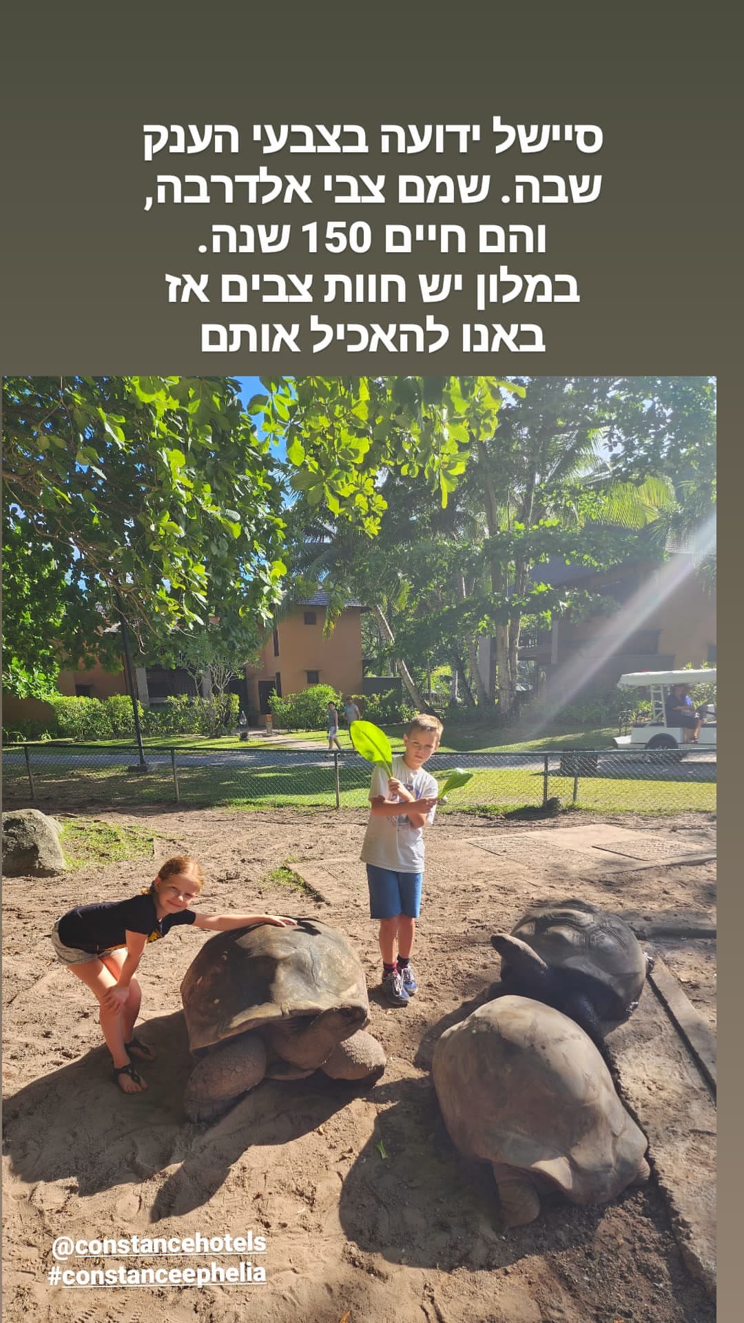 האכלת צבי ענק בקונסטנס אפיליה, סיישל
