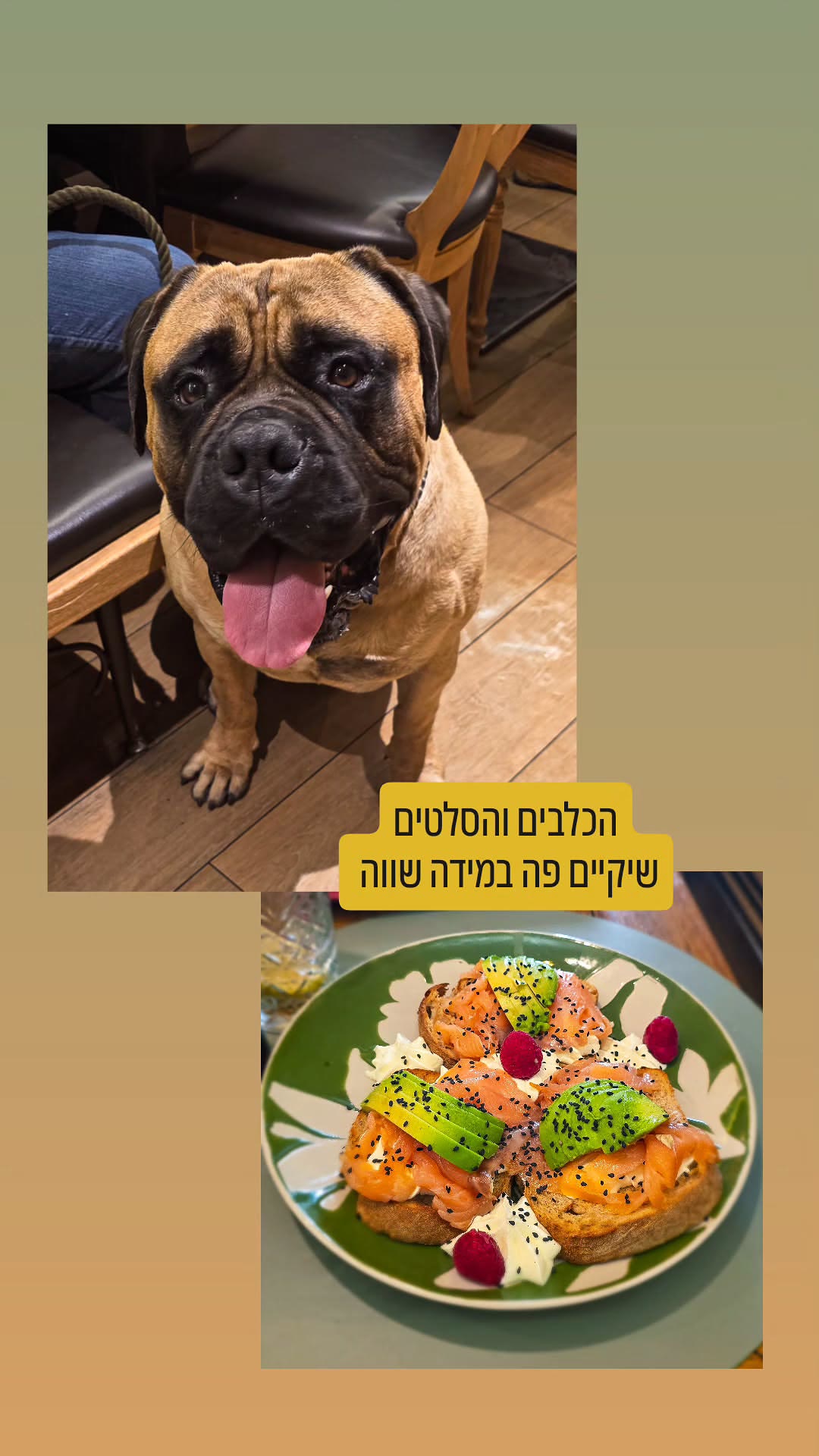 כלב ענק וטוסט סלמון באיטליה