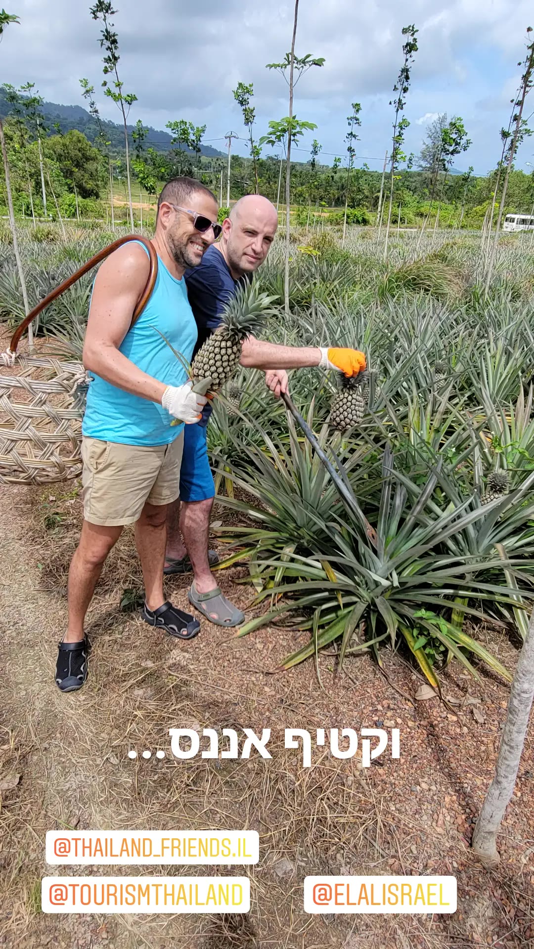 קטיף אננס בחווה בפוקט