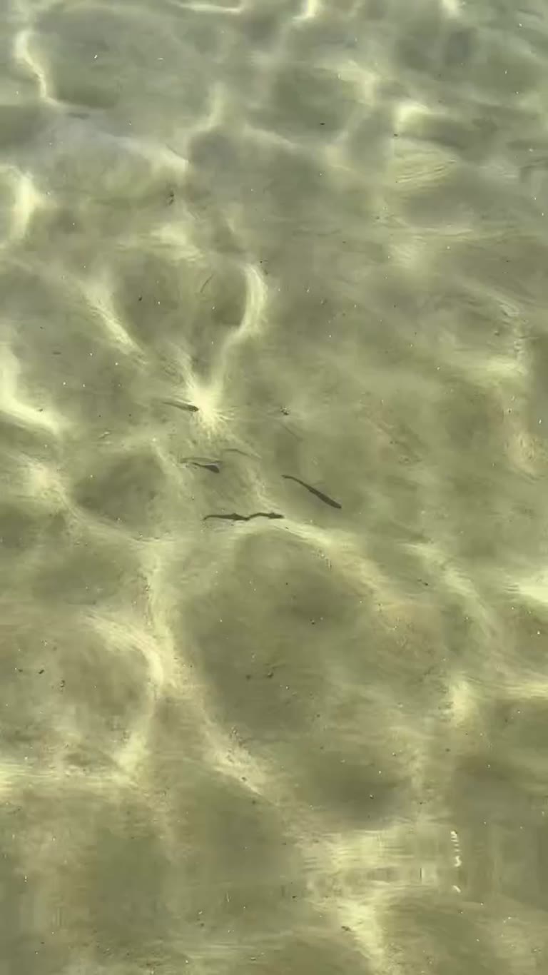 מים צלולים ודגים קטנים בסקיאתוס