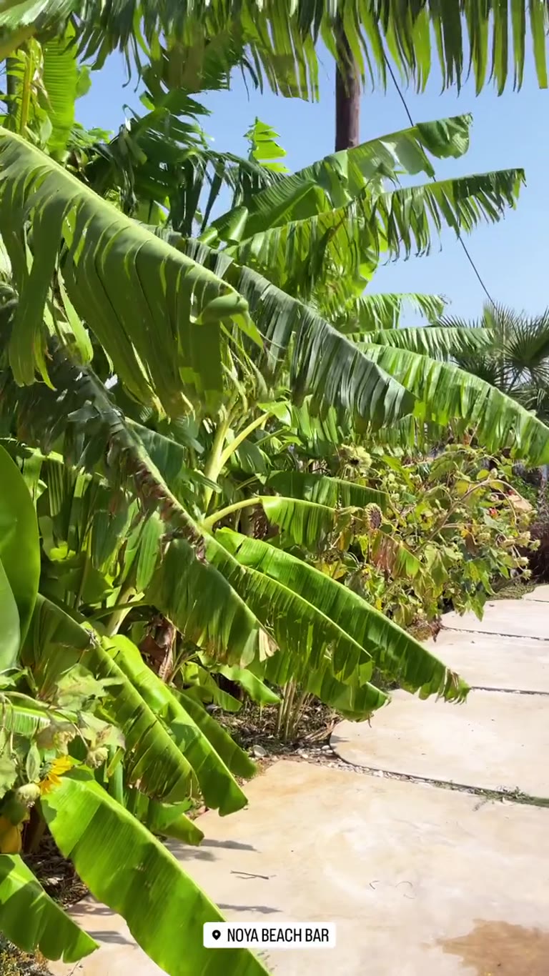 Noya Beach Bar בחוף Psili Ammos, סאמוס