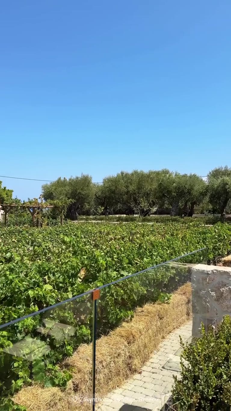 כרם ועצי זית מול הים בזקינתוס