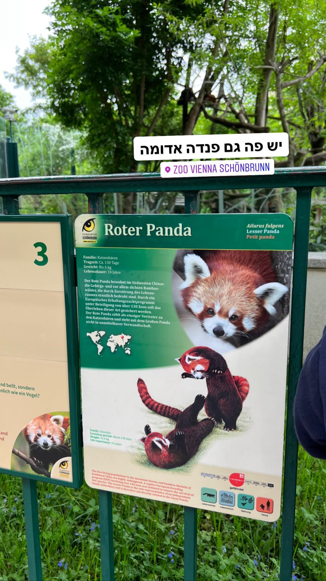 פנדה אדומה בגן החיות שנברון, וינה