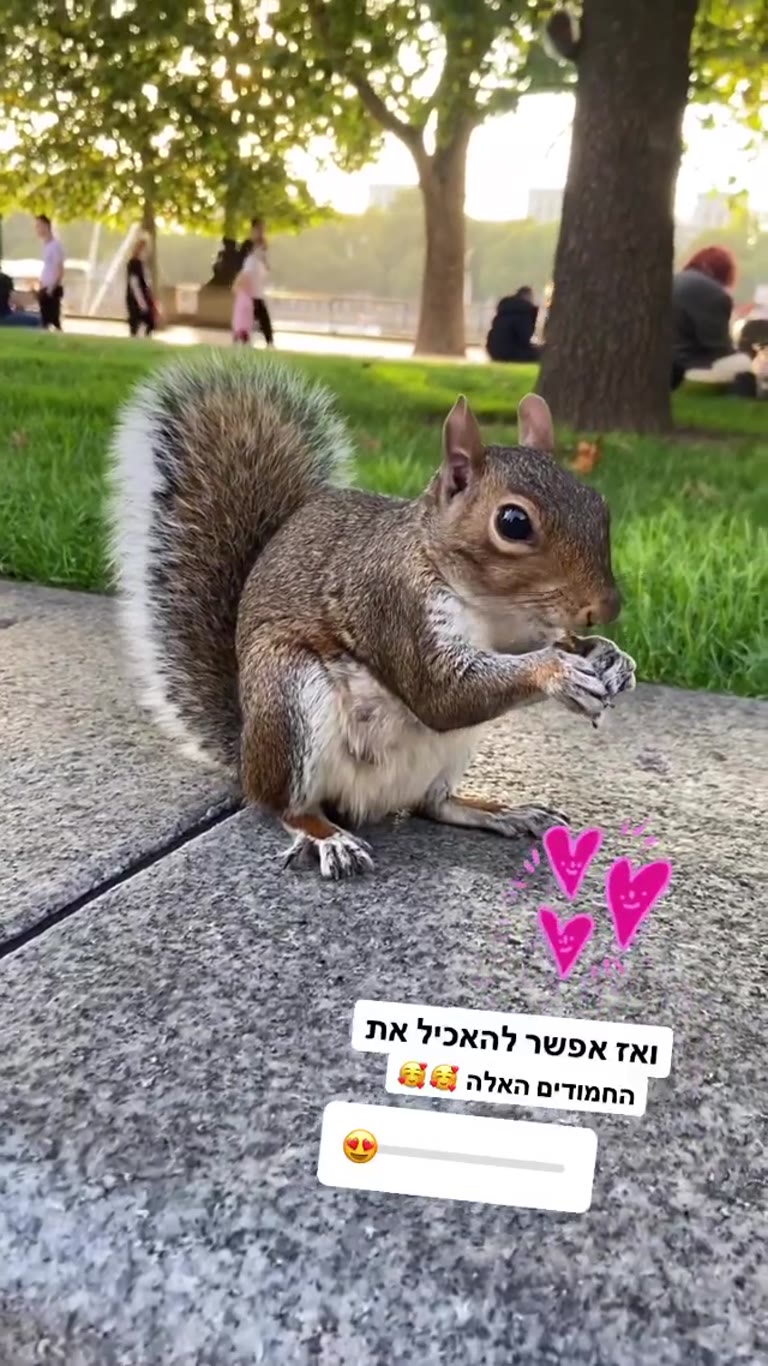 האכלת סנאים בפארק בלונדון