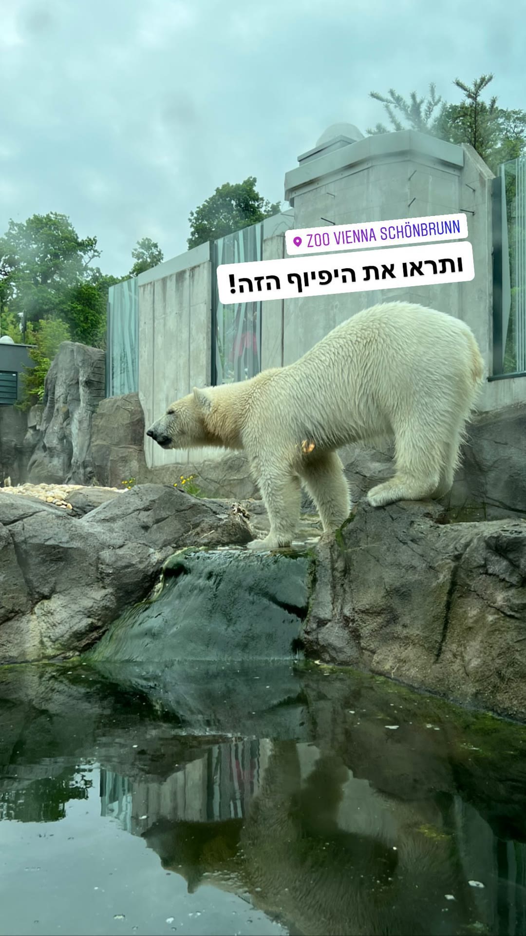 דוב קוטב בגן החיות של שנברון, וינה
