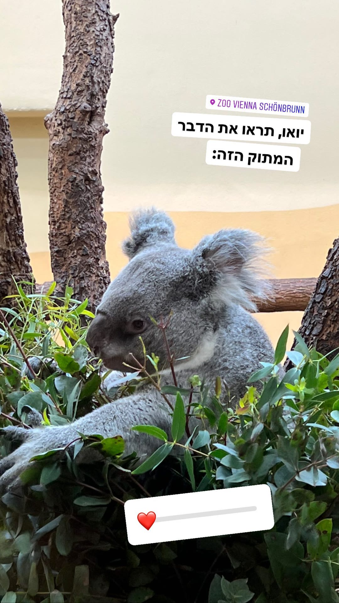 קואלה בגן החיות שנברון, וינה