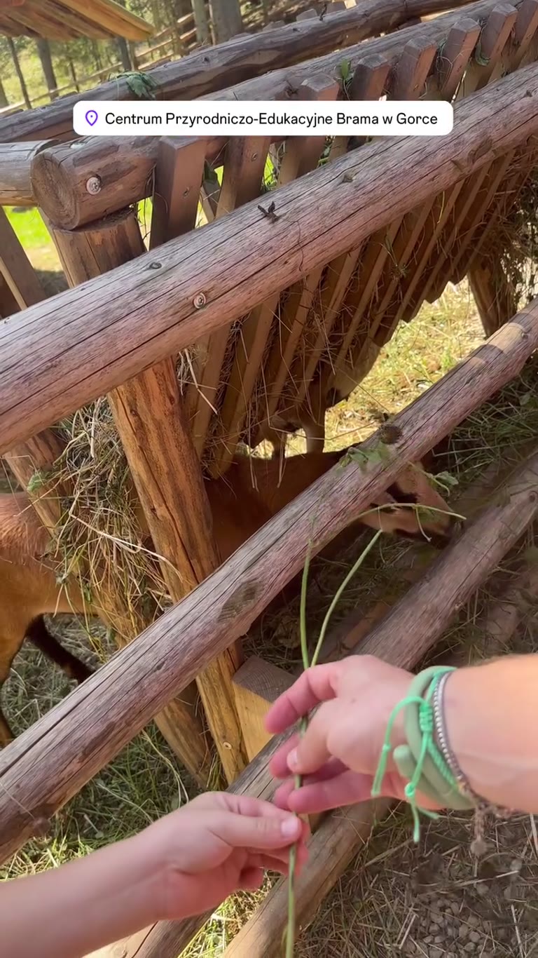 Feeding goats at Brama w Gorce, near Zakopane