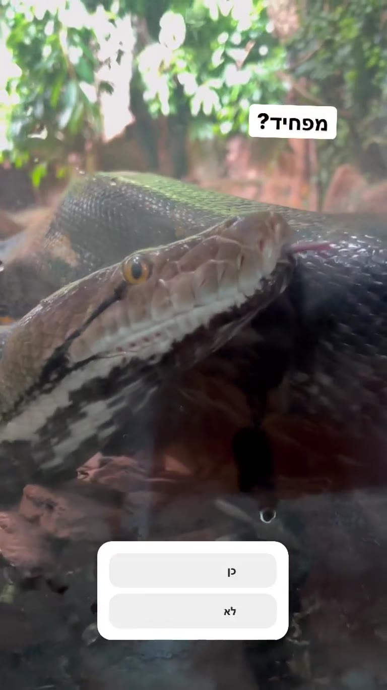 Giant snakes at a Vienna animal attraction