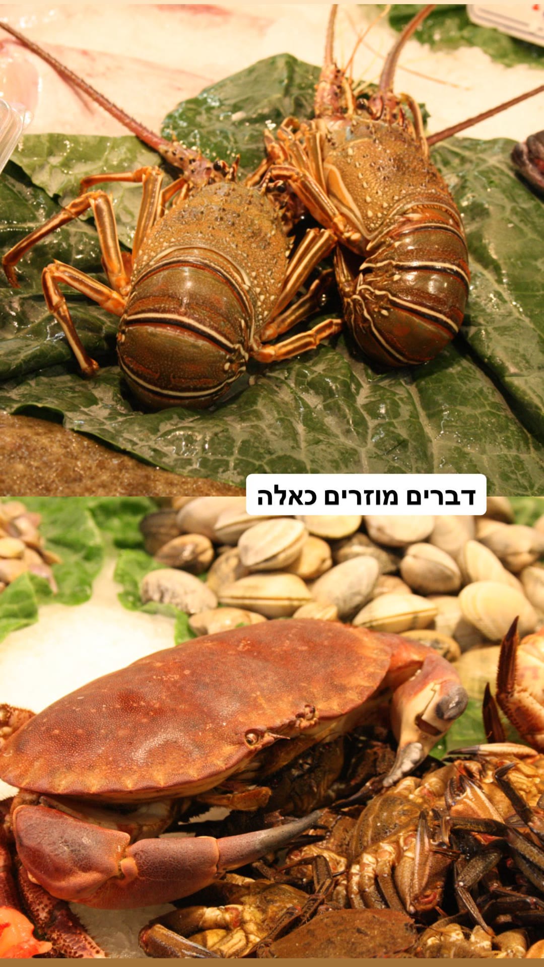 פירות ים בשוק בברצלונה