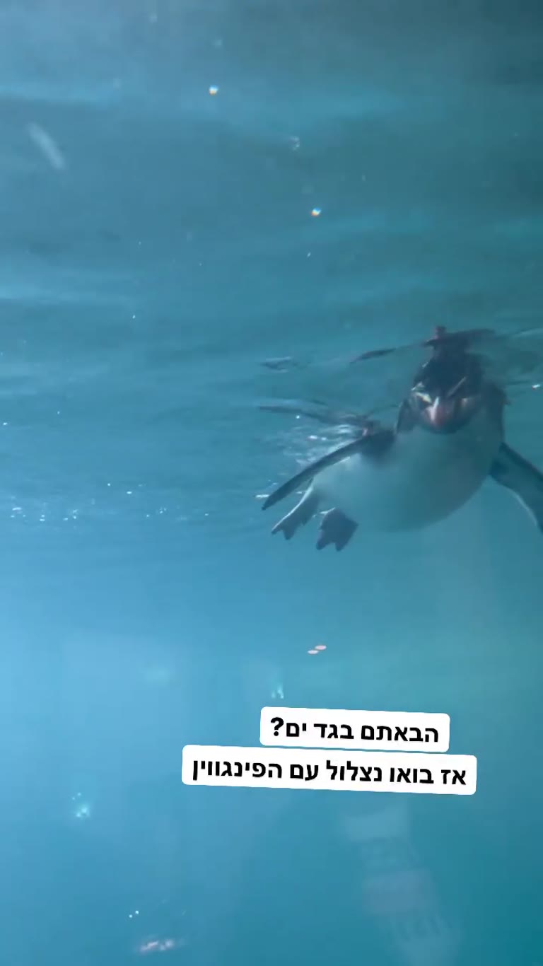 Diving with penguins in Vienna