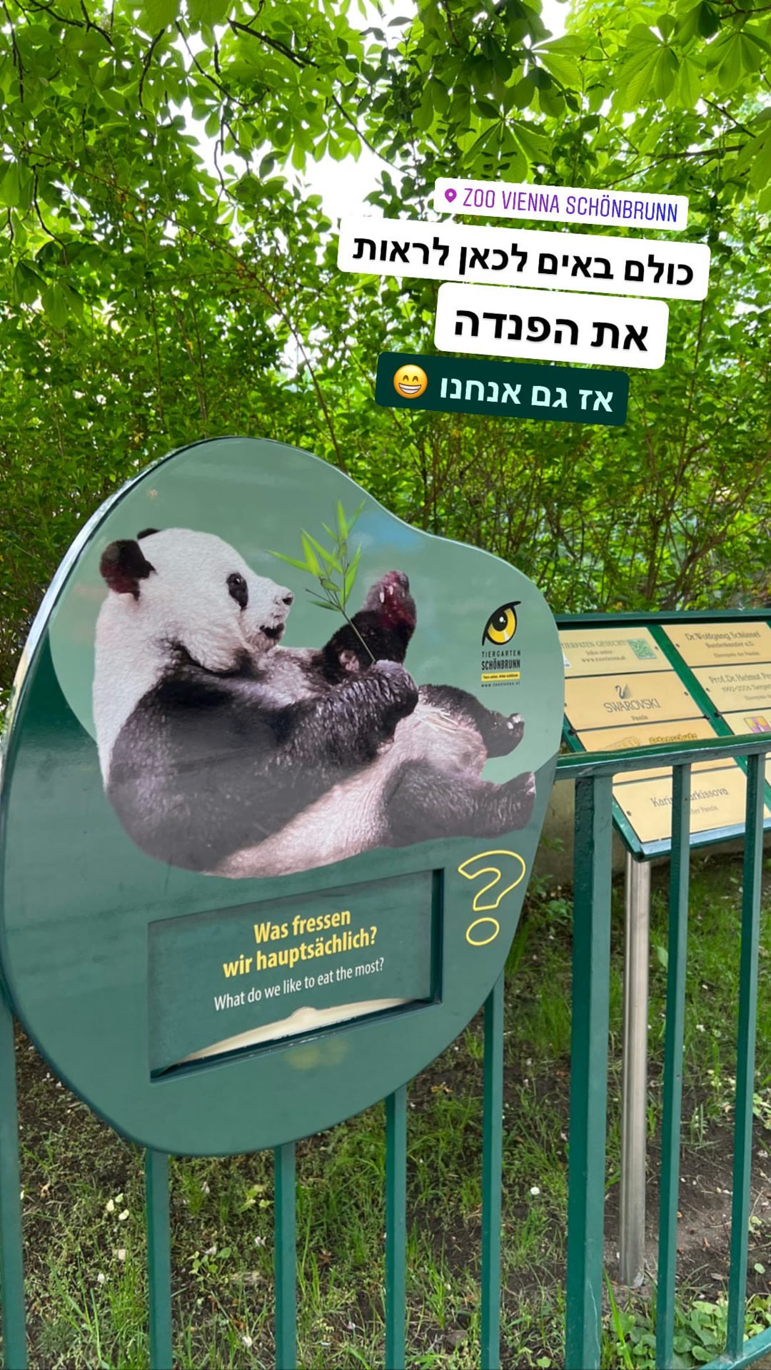 הפנדות בגן החיות שנברון, וינה