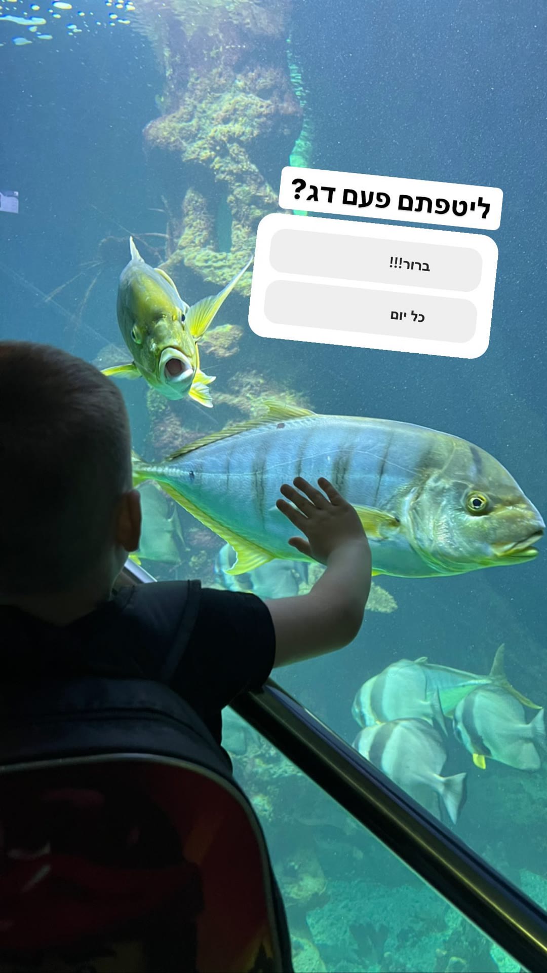אקווריום בוינה עם ילדים