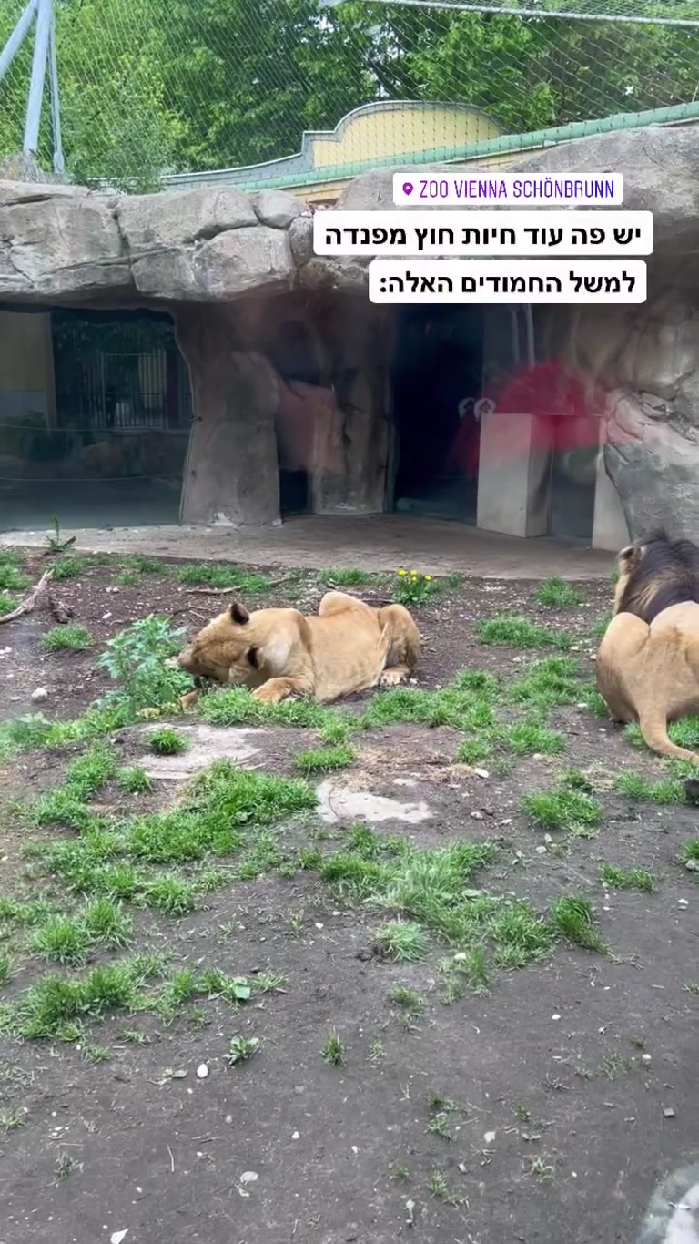 אריות בגן החיות שנברון בווינה
