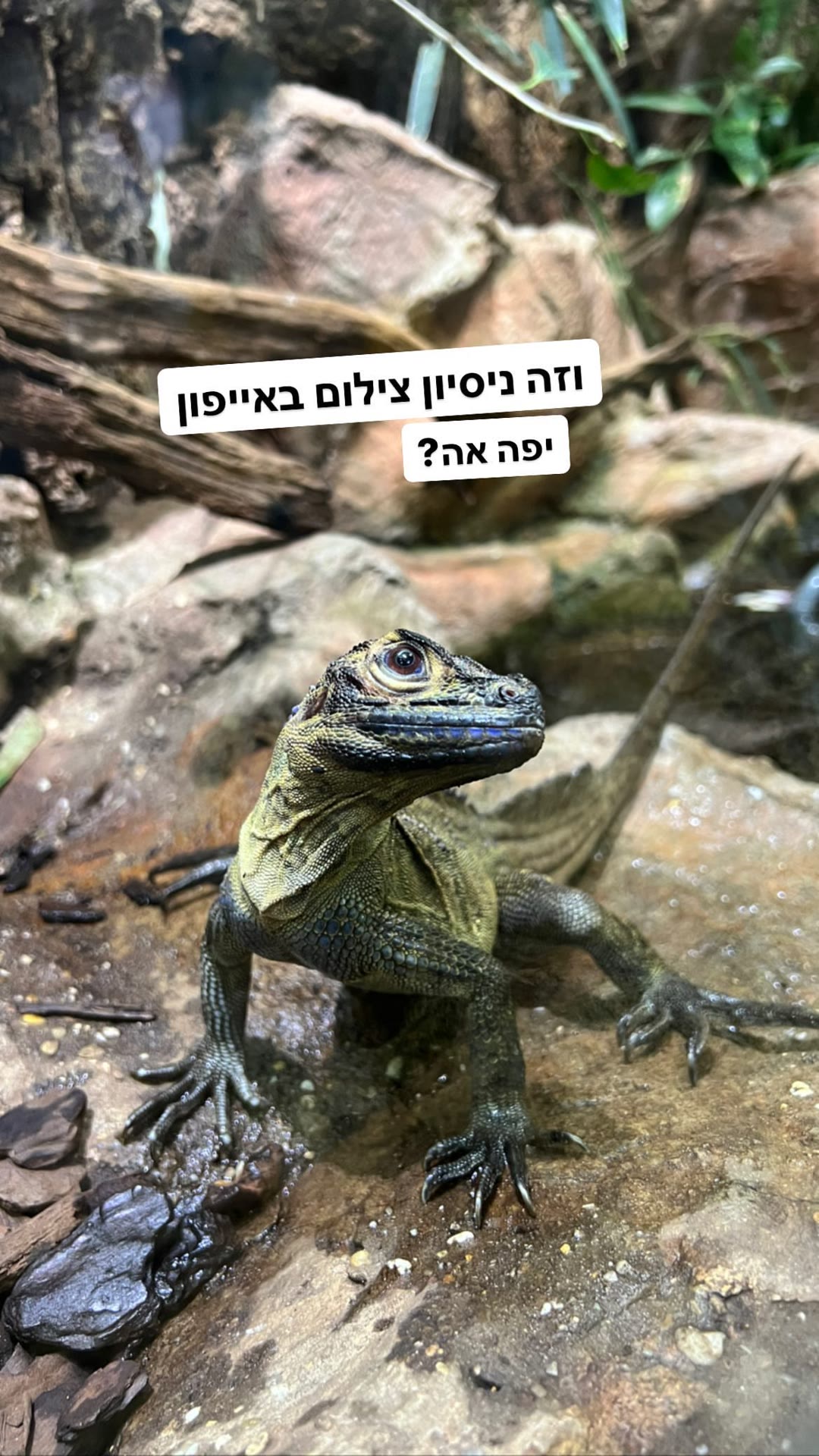 צילום לטאה באייפון – וינה עם ילדים