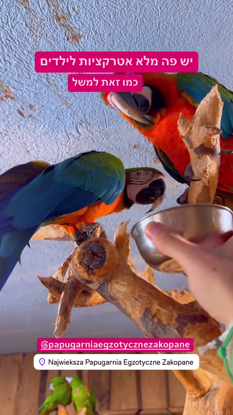 Papugarnia parrot park in Zakopane with kids